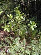 Image of Allspice