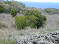 Image de Murraya paniculata (L.) Jacq.