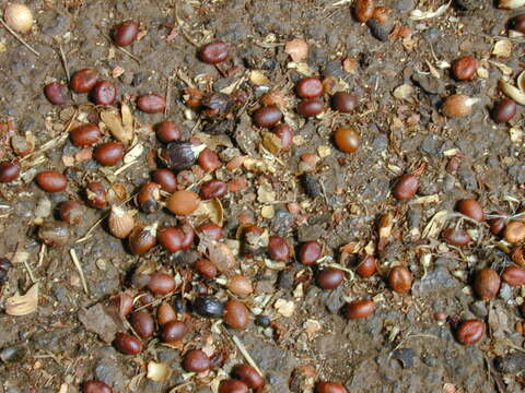 Image of Mexican Fan Palm