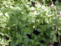 Image of heartleaf madeiravine