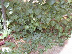 Image of ivy gourd