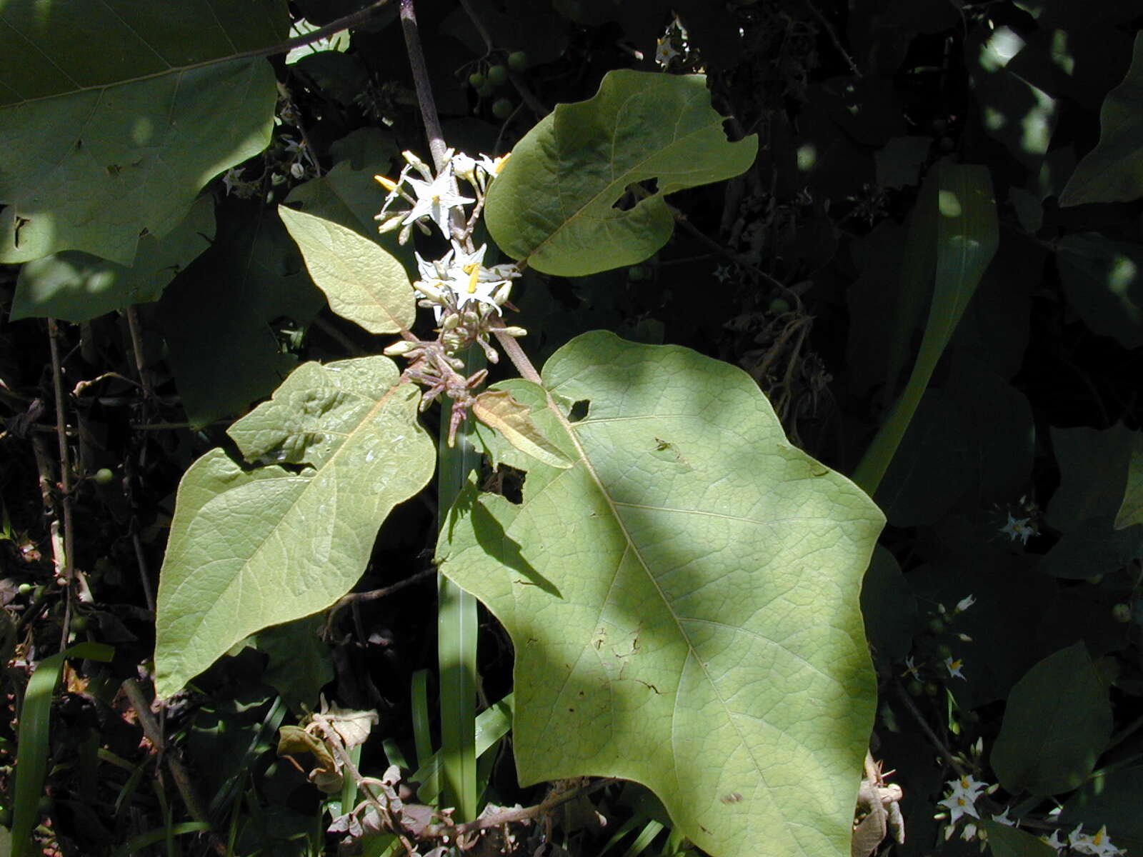 Image of turkey berry