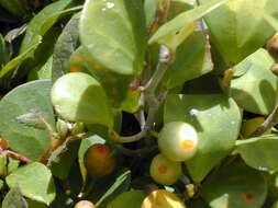 Image of Delta Fig