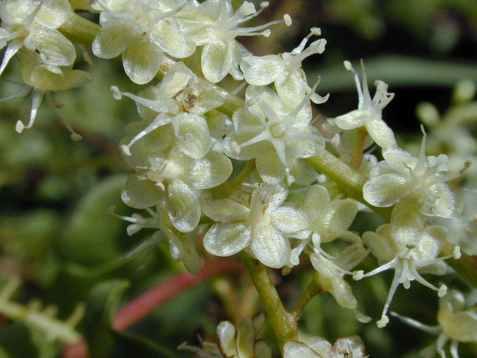 Image of heartleaf madeiravine