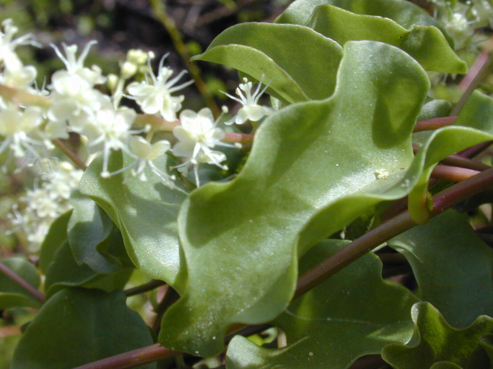 Image of heartleaf madeiravine