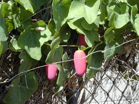 Image of ivy gourd