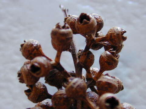 Image of forest redgum