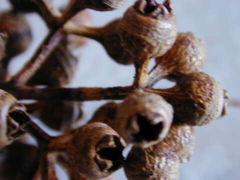 Image of forest redgum