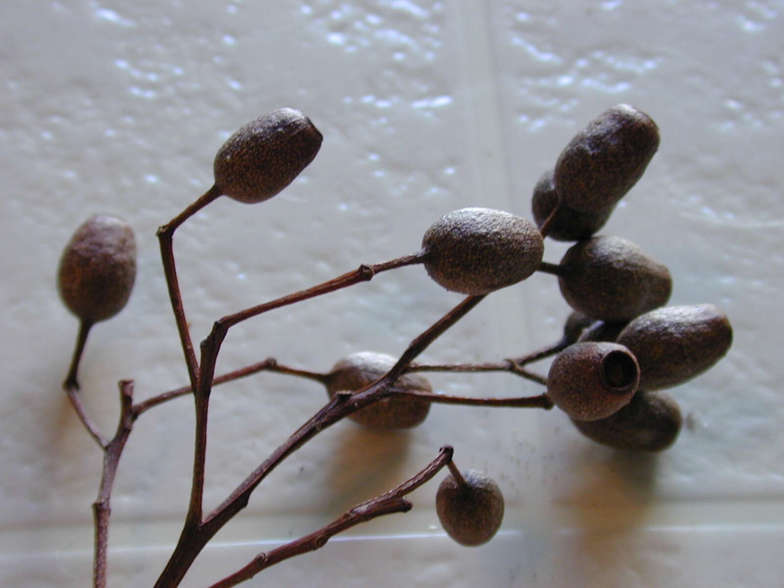 Image of red bloodwood