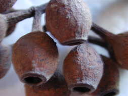 Image of lemonscented gum