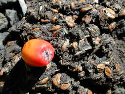 Image of silverleaf cotoneaster