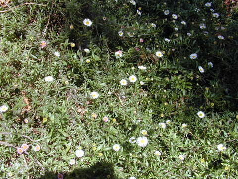 Image of Latin American Fleabane