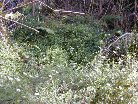 Image of Latin American Fleabane