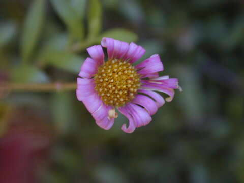 Image of Latin American Fleabane