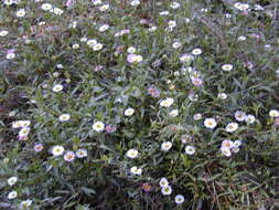 Sivun Erigeron karvinskianus DC. kuva