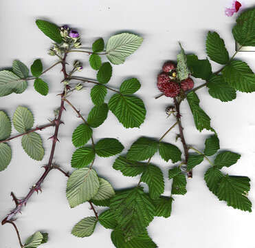 Image of Mysore raspberry