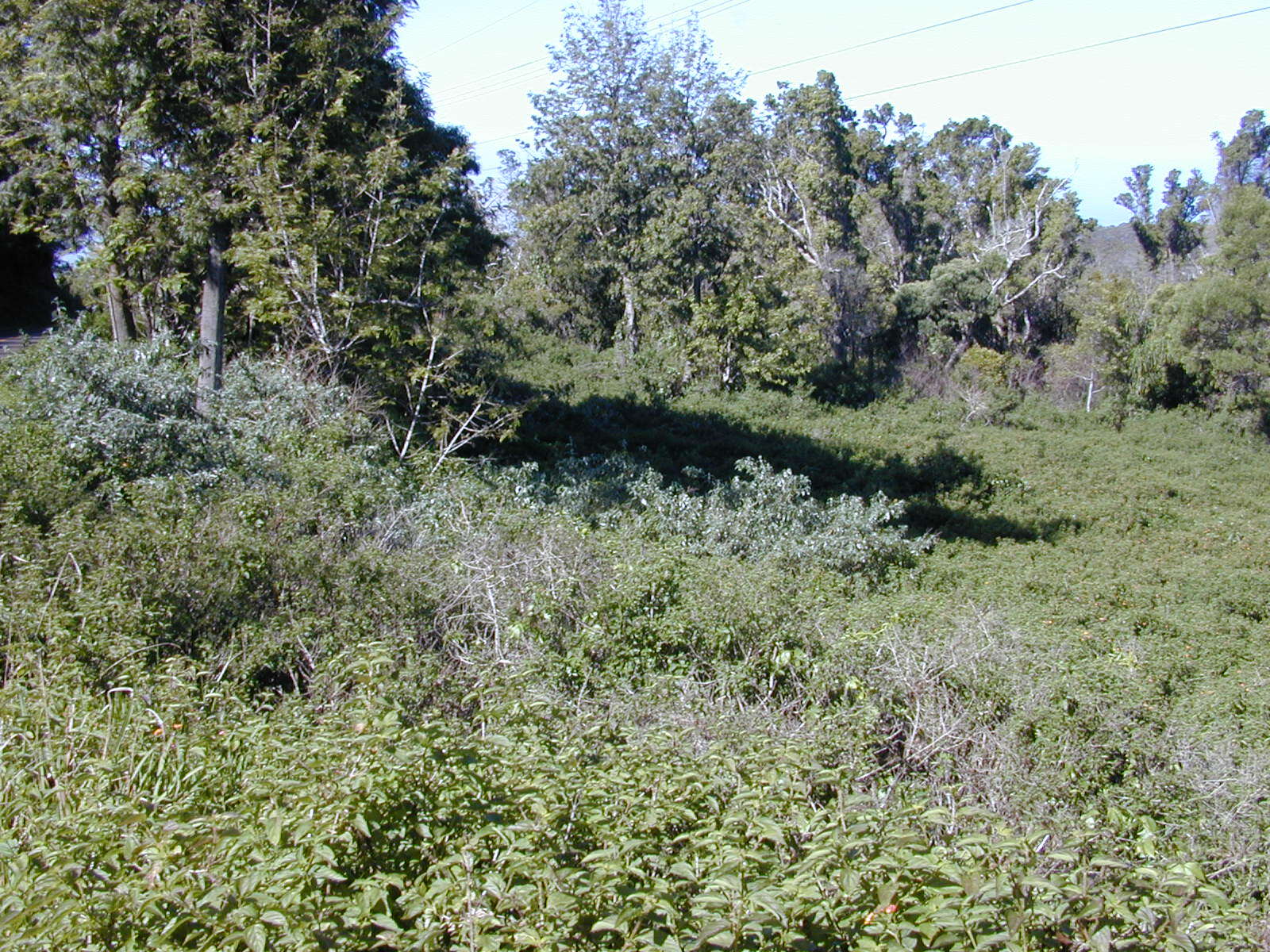 Image of butterfly-bush