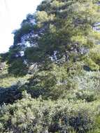 Image of butterfly-bush