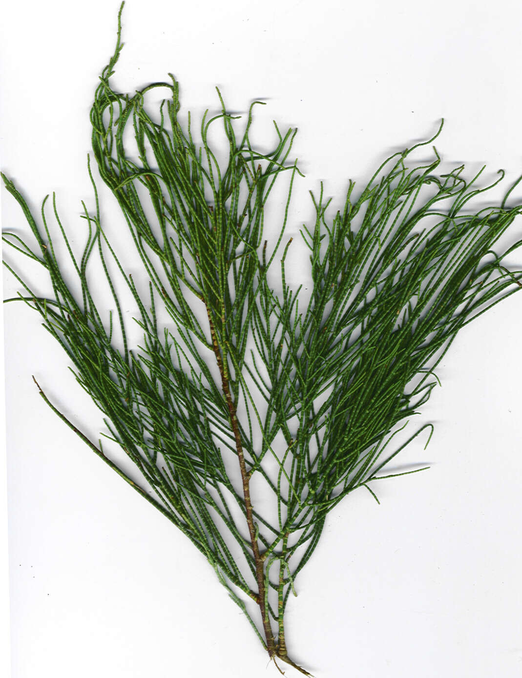 Image of Athel tamarisk