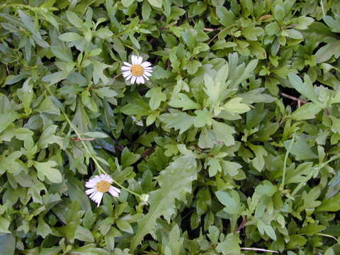 Image of Latin American Fleabane