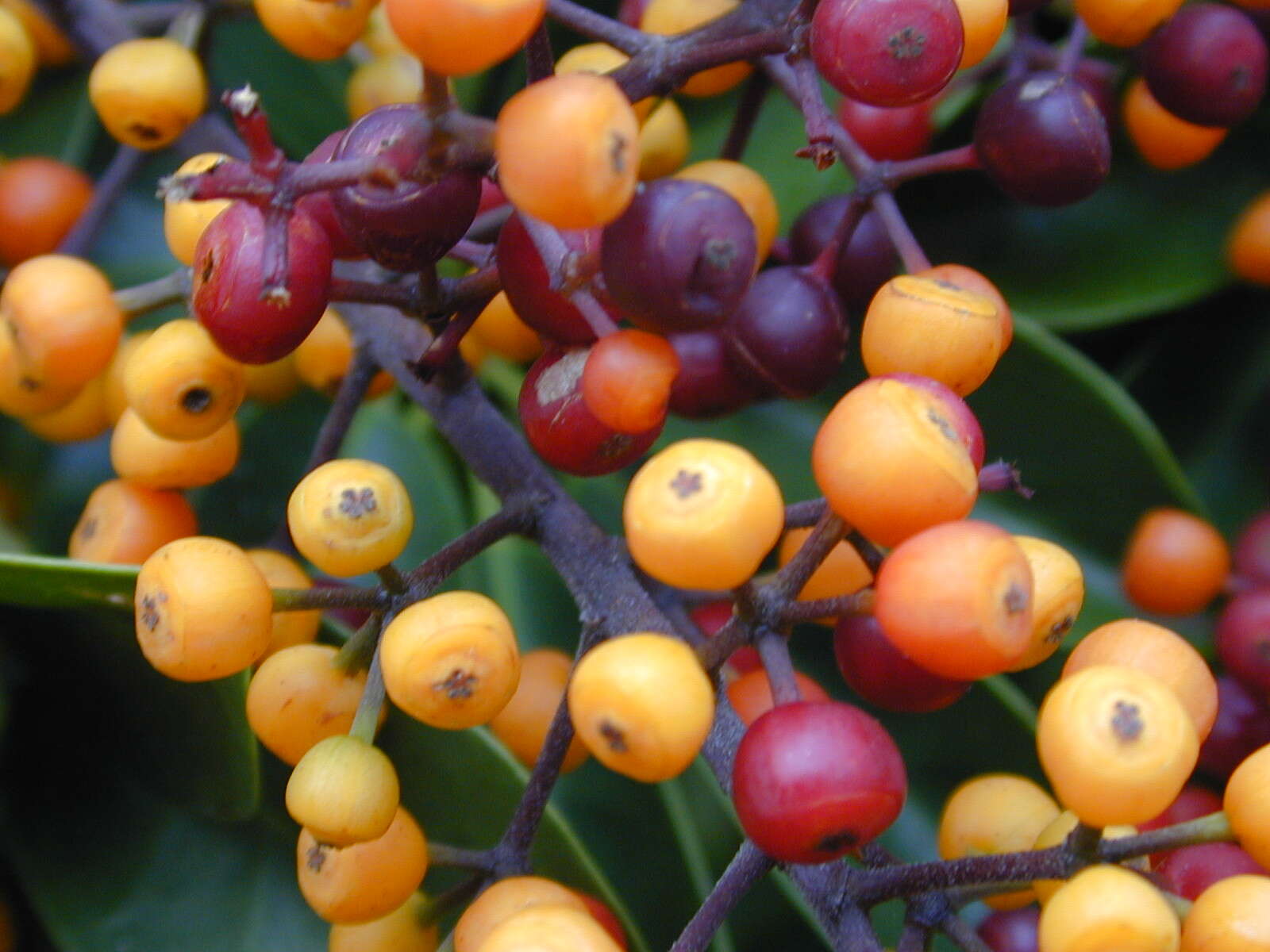 Image of Dwarf Umbrella Tree