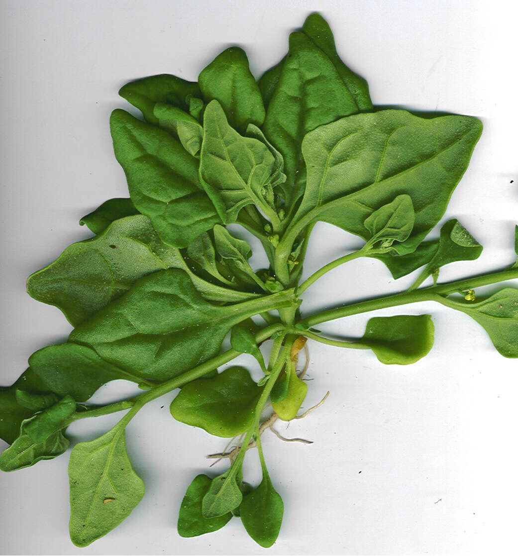 Image of New Zealand spinach