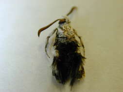 Image of African vine borer