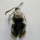 Image of African vine borer