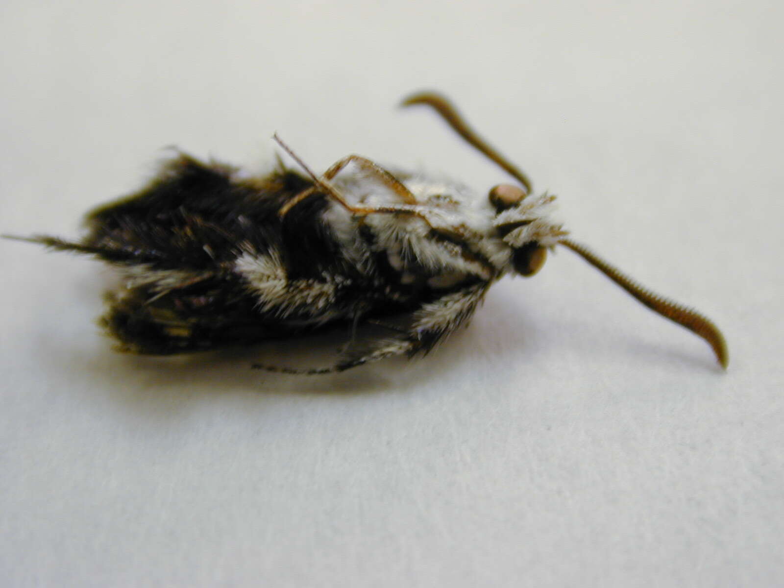 Image of African vine borer