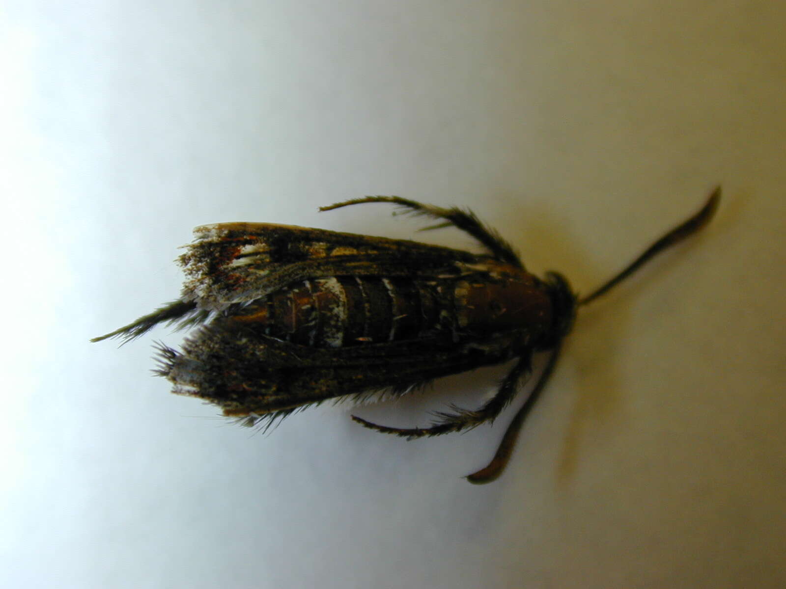 Image of African vine borer