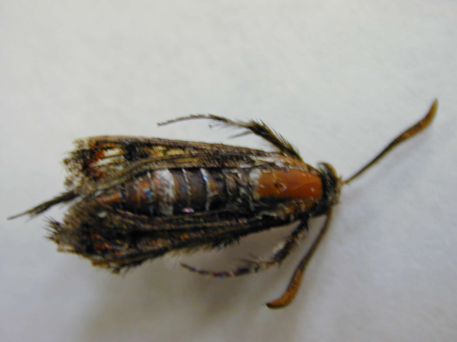 Image of African vine borer