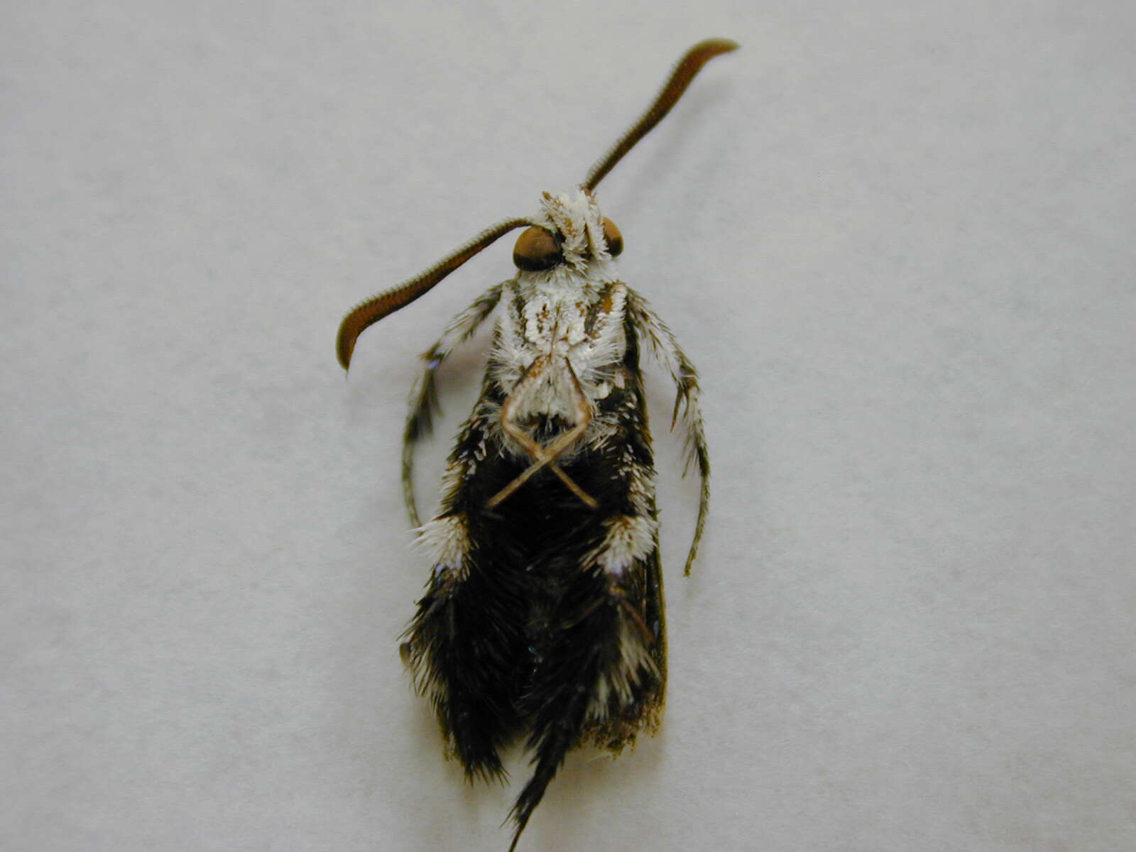 Image of African vine borer