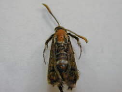 Image of African vine borer