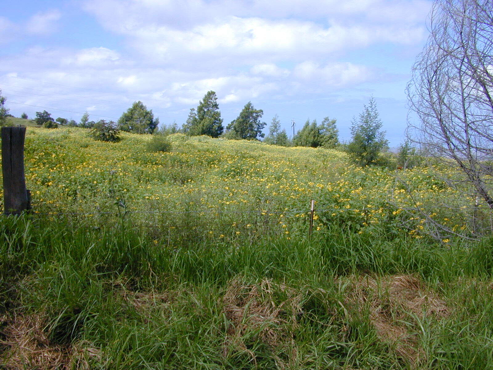 Image of Golden Crownbeard