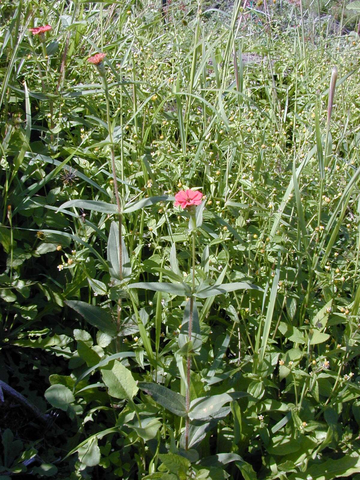 Image of Peruvian zinnia