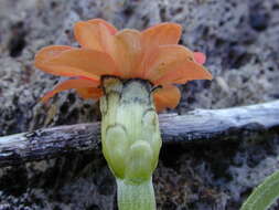 Image of Peruvian zinnia