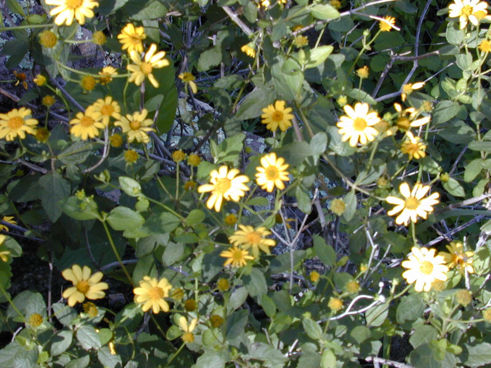 Image of shrubland nehe