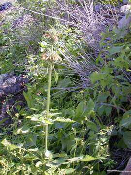 Image of lion's ear