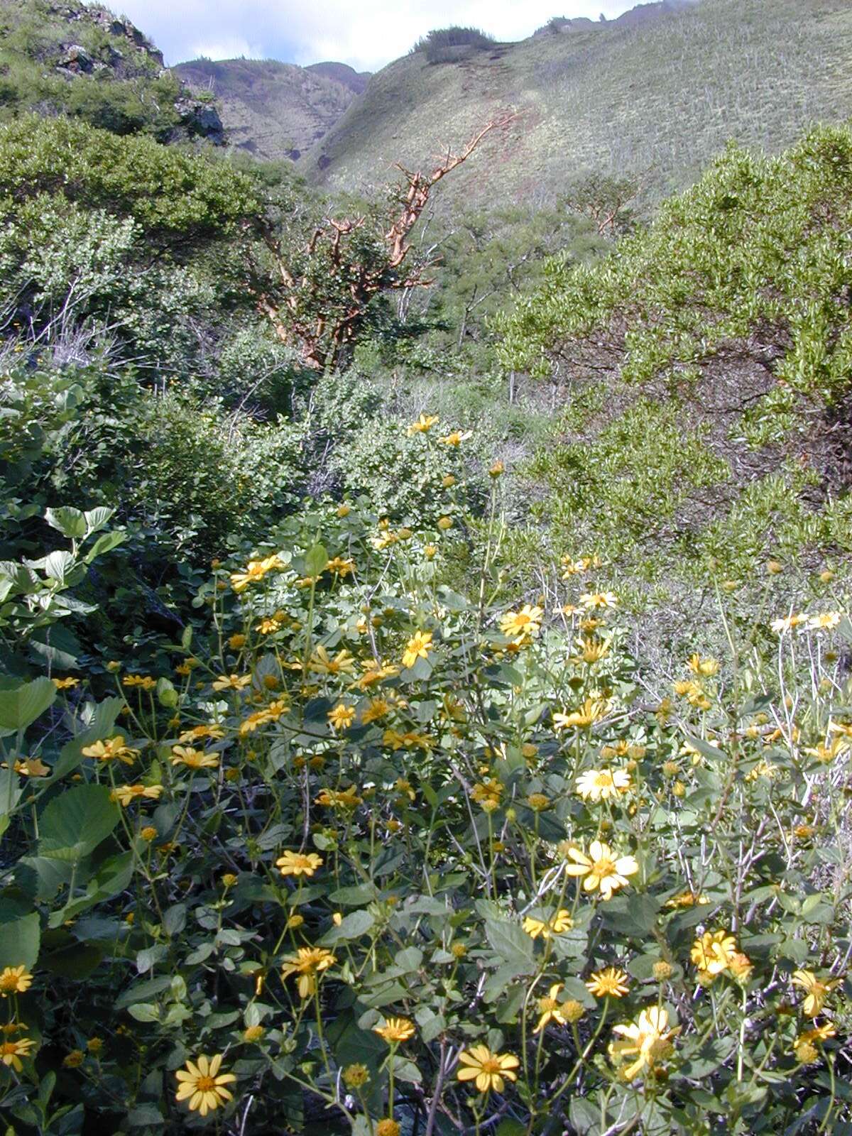 Image of shrubland nehe