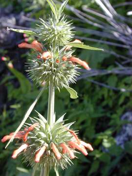 Image of lion's ear