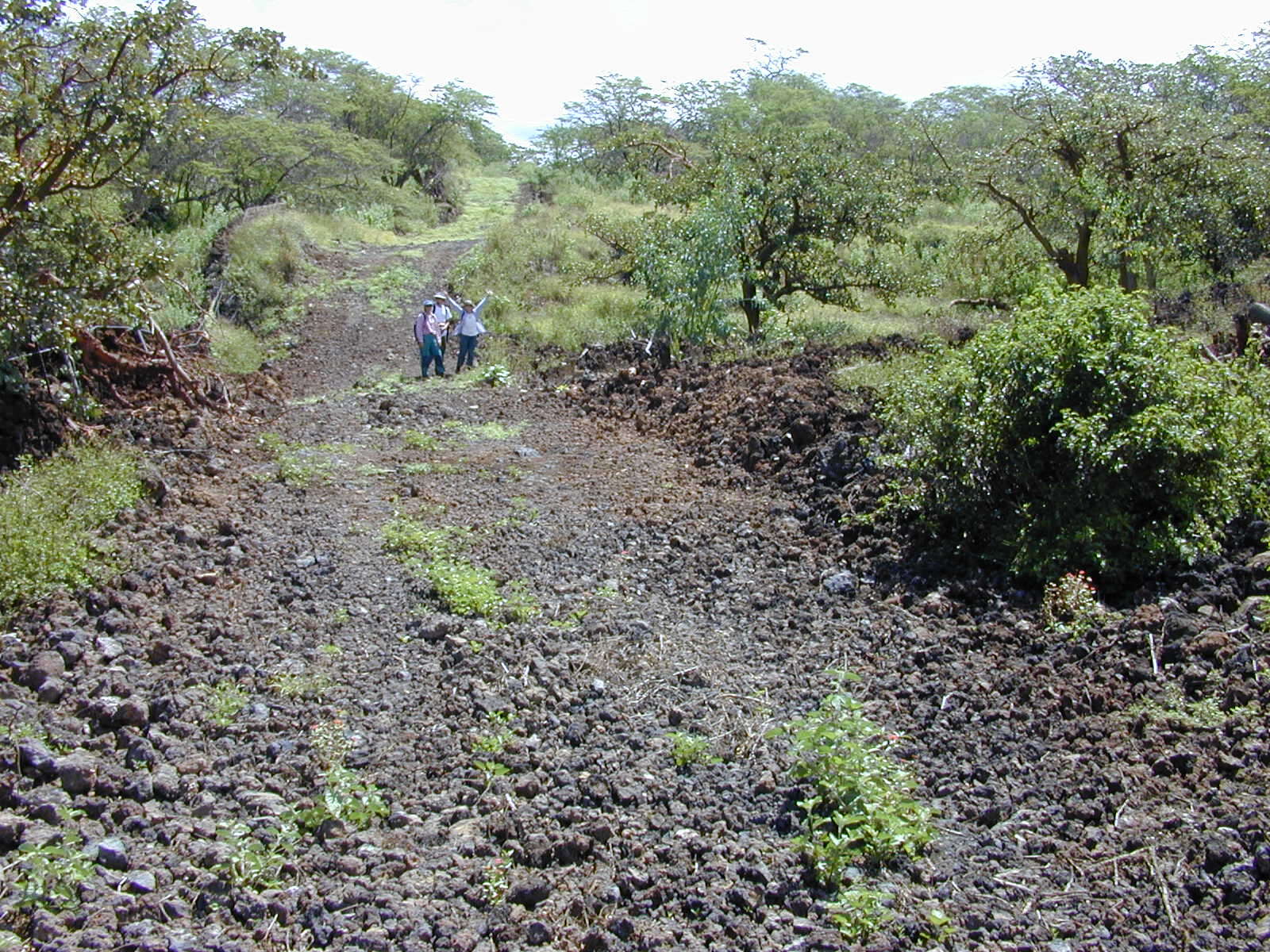 Image of tree tobacco