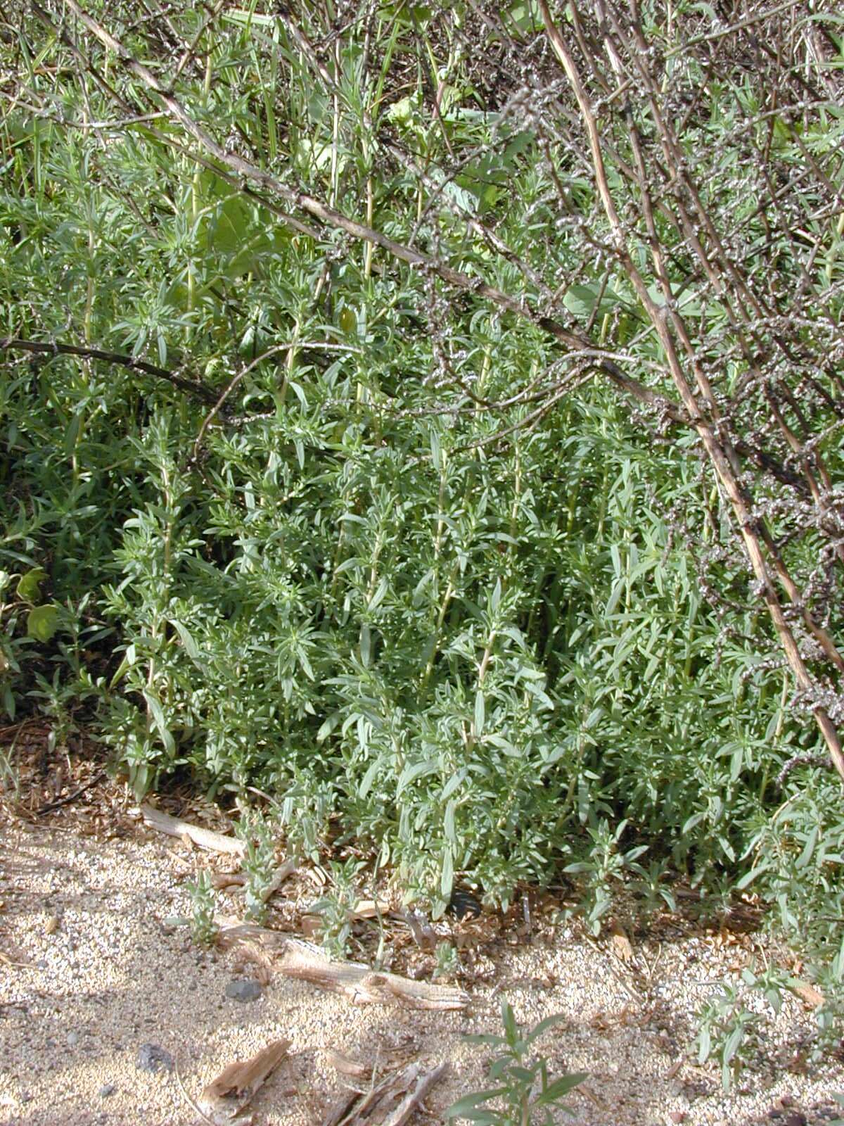 Image de Bassia hyssopifolia (Pall.) O. Kuntze