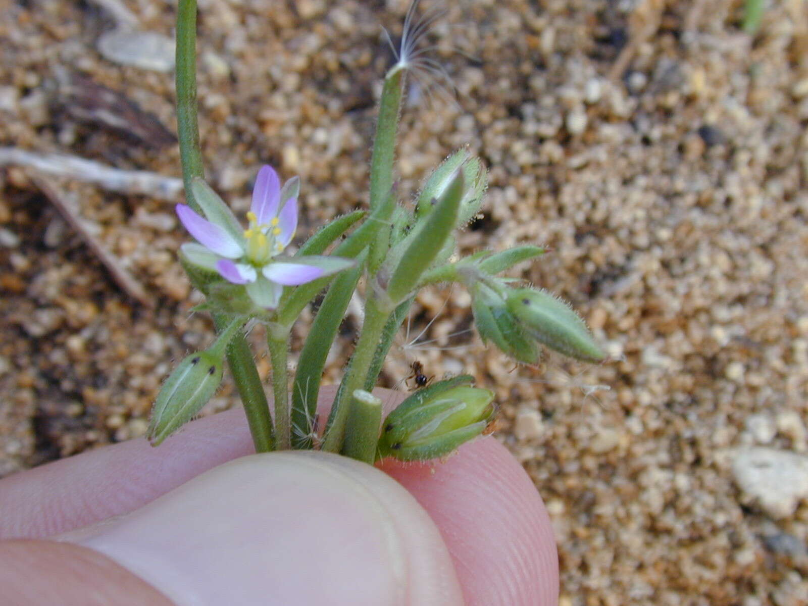 Image of Lesser Sea-spurrey