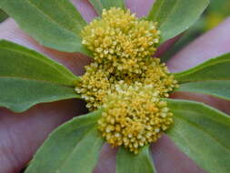 Image of clustered yellowtops