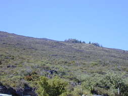 Image of Haleakala sandalwood