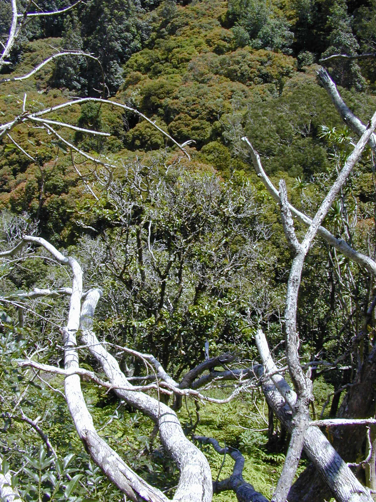 Plancia ëd Dracaena rockii (H. St. John) Jankalski