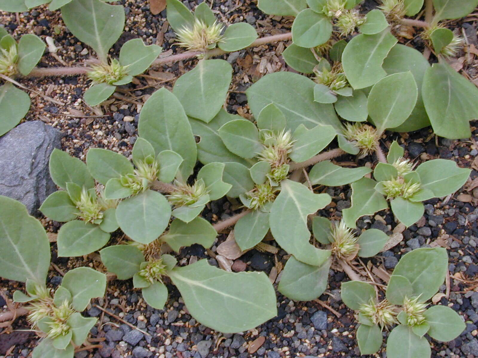 Image of khakiweed