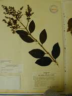 Image of Japanese privet