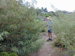 Image of Oahu riverhemp