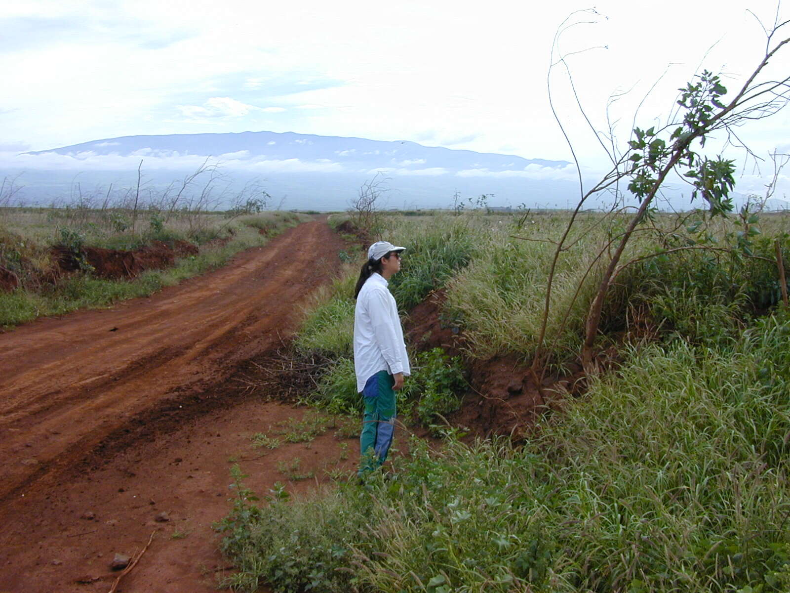 Image of tree tobacco